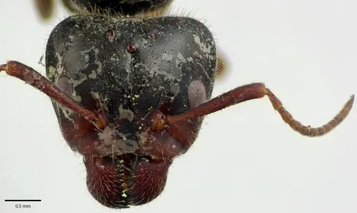 Liometopum occidentale specimen ANTWEB1041686 image antweb1041686_3