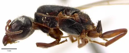 Liometopum occidentale specimen ANTWEB1041686 image antweb1041686_4