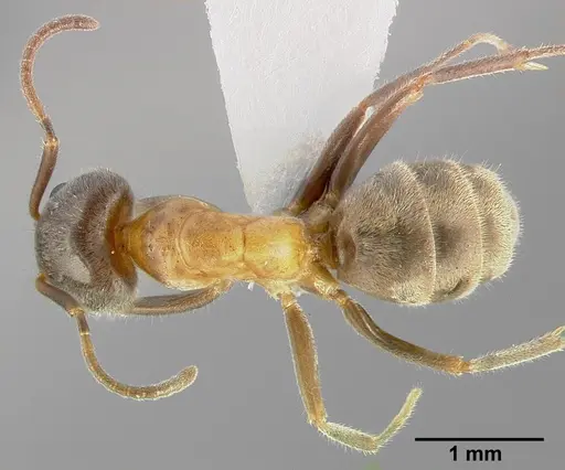 Liometopum occidentale specimen CASENT0005328 image casent0005328_1