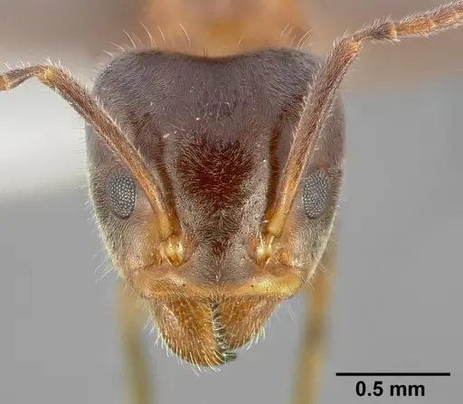 Liometopum occidentale specimen CASENT0005328 image casent0005328_2