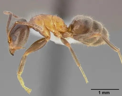 Liometopum occidentale specimen CASENT0005328 image casent0005328_3