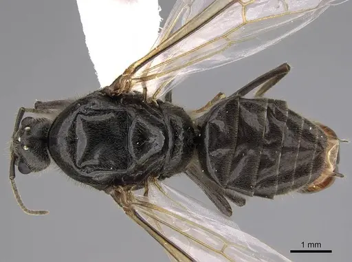 Liometopum occidentale specimen CASENT0013018 image casent0013018_1