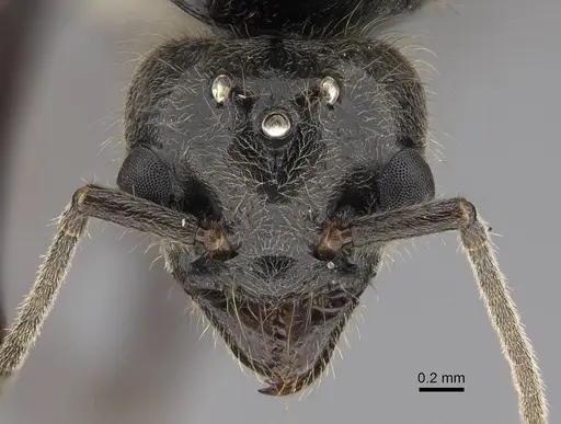 Liometopum occidentale specimen CASENT0013018 image casent0013018_2