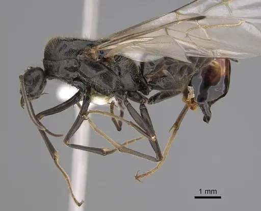 Liometopum occidentale specimen CASENT0013018 image casent0013018_3