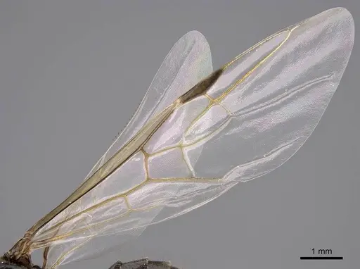 Liometopum occidentale specimen CASENT0013018 image casent0013018_4