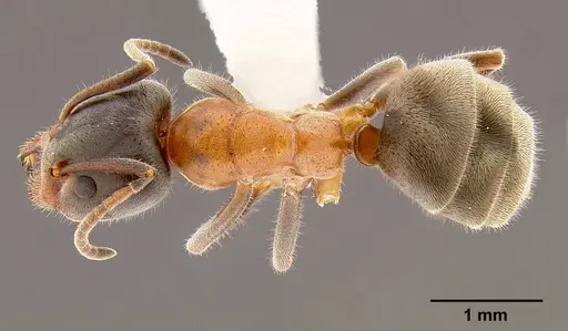 Liometopum occidentale specimen CASENT0106078 image casent0106078_1