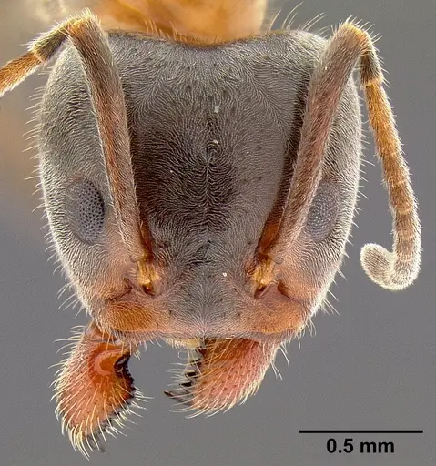Liometopum occidentale specimen CASENT0106078 image casent0106078_2