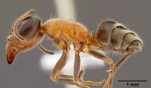 Liometopum occidentale specimen CASENT0106078 image casent0106078_3