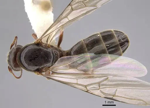 Liometopum occidentale specimen CASENT0220171 image casent0220171_1