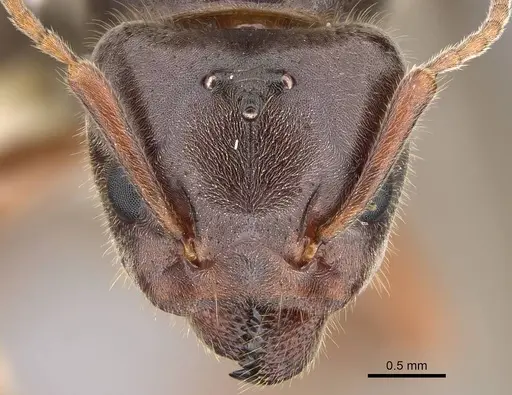Liometopum occidentale specimen CASENT0220171 image casent0220171_2