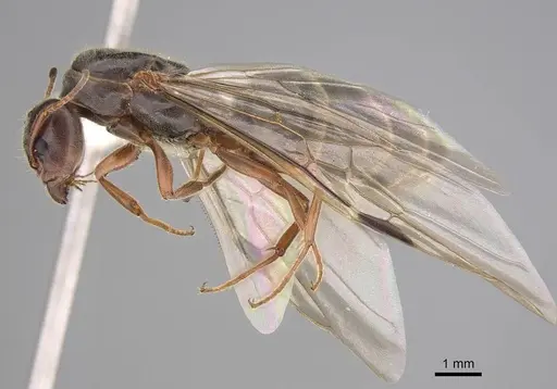 Liometopum occidentale specimen CASENT0220171 image casent0220171_3