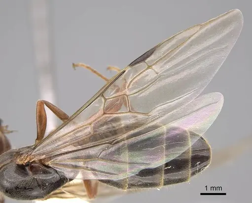 Liometopum occidentale specimen CASENT0220171 image casent0220171_4