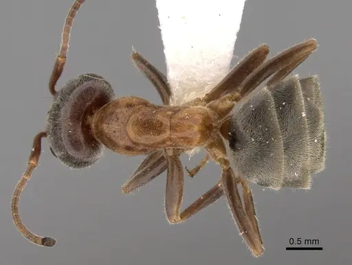 Liometopum occidentale specimen CASENT0249748 image casent0249748_1