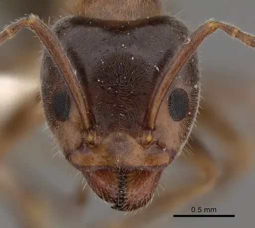 Liometopum occidentale specimen CASENT0249748 image casent0249748_2