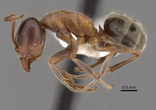 Liometopum occidentale specimen CASENT0249748 image casent0249748_3