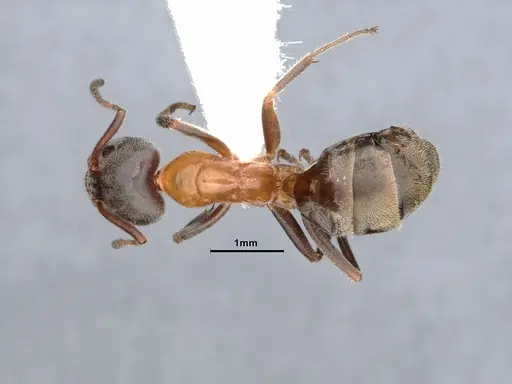 Liometopum occidentale specimen CASENT0884393 image casent0884393_1
