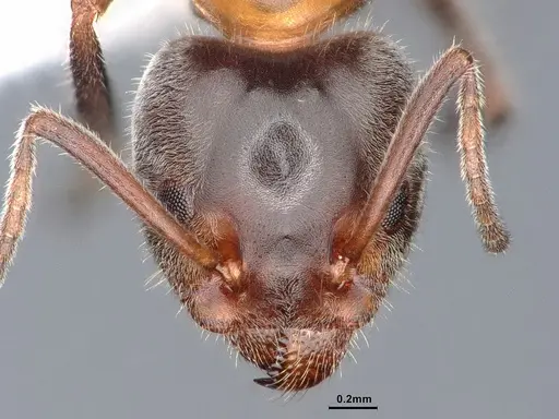 Liometopum occidentale specimen CASENT0884393 image casent0884393_2