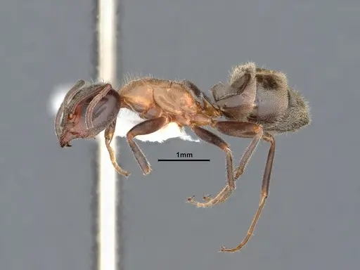 Liometopum occidentale specimen CASENT0884393 image casent0884393_3