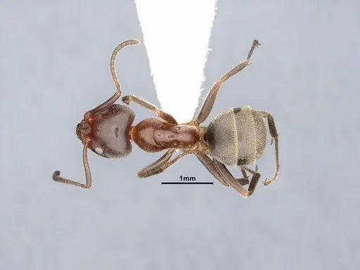 Liometopum occidentale specimen CASENT0884395 image casent0884395_1