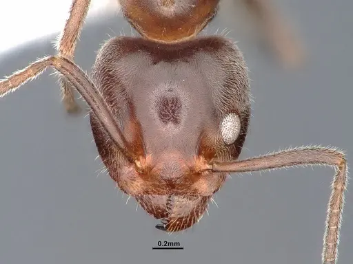 Liometopum occidentale specimen CASENT0884395 image casent0884395_2