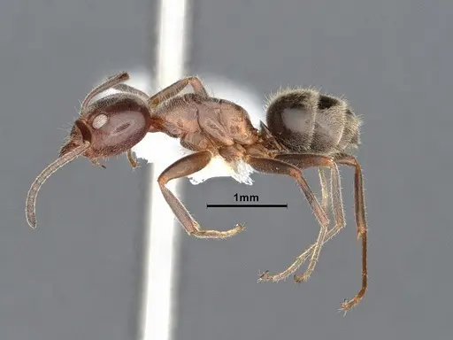 Liometopum occidentale specimen CASENT0884395 image casent0884395_3