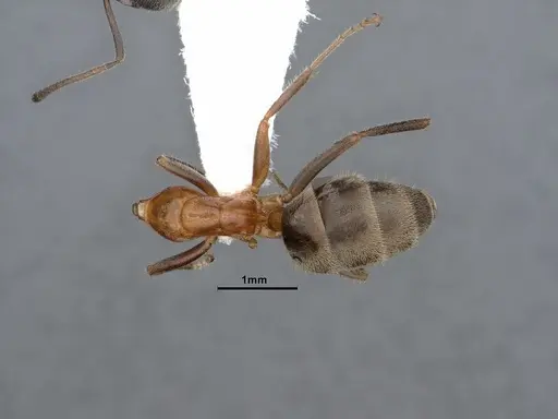 Liometopum occidentale specimen CASENT0884397 image casent0884397_1