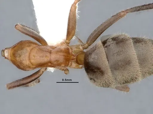 Liometopum occidentale specimen CASENT0884397 image casent0884397_2