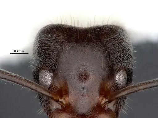 Liometopum occidentale specimen CASENT0884397 image casent0884397_4
