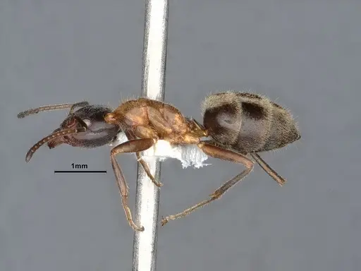 Liometopum occidentale specimen CASENT0884397 image casent0884397_5