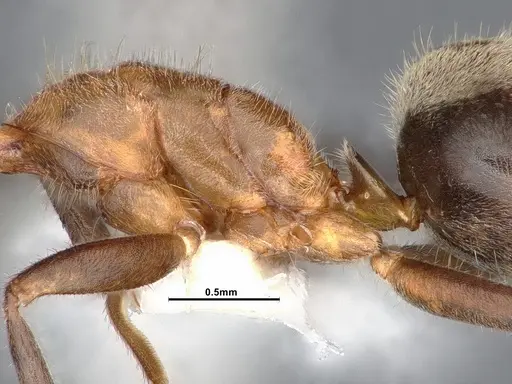 Liometopum occidentale specimen CASENT0884397 image casent0884397_6