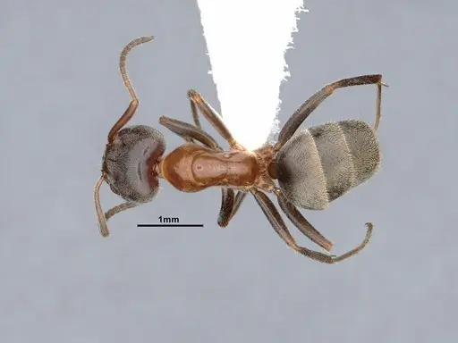 Liometopum occidentale specimen CASENT0884400 image casent0884400_1