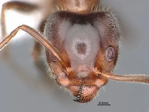 Liometopum occidentale specimen CASENT0884400 image casent0884400_2