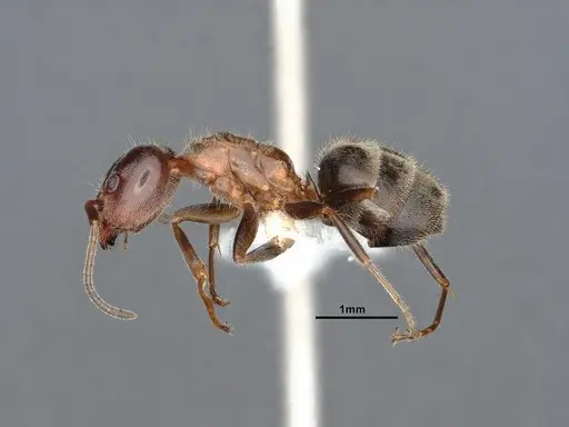 Liometopum occidentale specimen CASENT0884400 image casent0884400_3