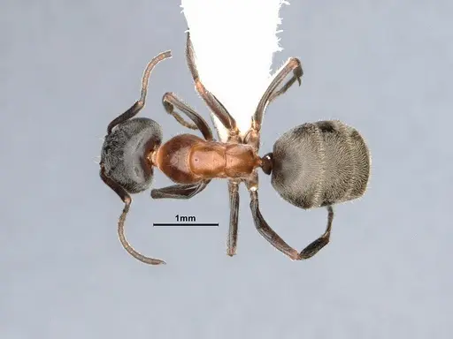 Liometopum occidentale specimen CASENT0884404 image casent0884404_1