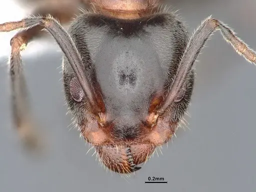 Liometopum occidentale specimen CASENT0884404 image casent0884404_2