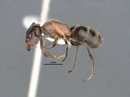 Liometopum occidentale specimen CASENT0884404 image casent0884404_3