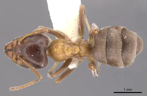 Liometopum occidentale specimen CASENT0905042 image casent0905042_1