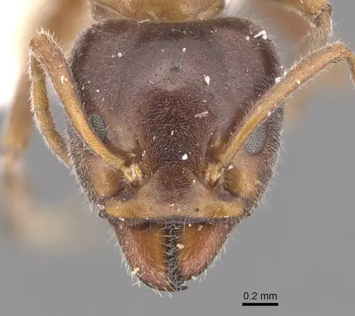 Liometopum occidentale specimen CASENT0905042 image casent0905042_2