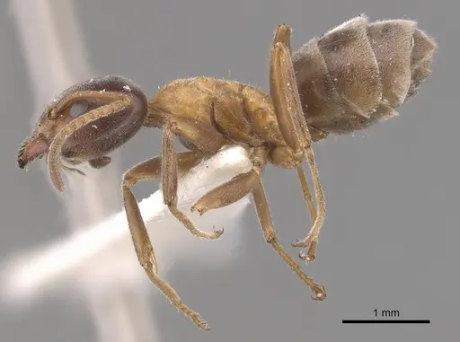 Liometopum occidentale specimen CASENT0905042 image casent0905042_3