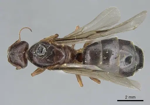 Liometopum occidentale specimen CASENT0923045 image casent0923045_1