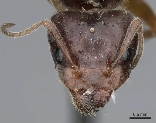 Liometopum occidentale specimen CASENT0923045 image casent0923045_2