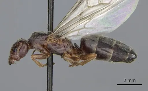 Liometopum occidentale specimen CASENT0923045 image casent0923045_3