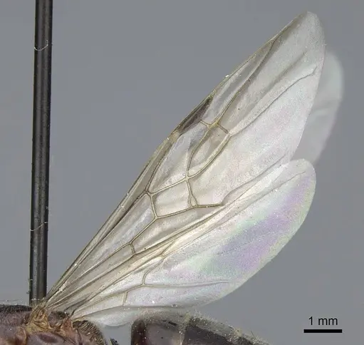 Liometopum occidentale specimen CASENT0923045 image casent0923045_4