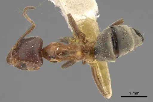 Liometopum occidentale specimen CASENT8169073 image casent8169073_1