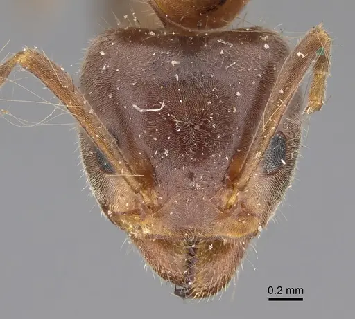 Liometopum occidentale specimen CASENT8169073 image casent8169073_2