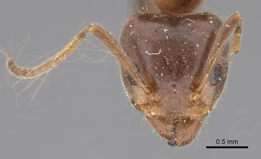 Liometopum occidentale specimen CASENT8169073 image casent8169073_3