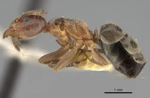 Liometopum occidentale specimen CASENT8169073 image casent8169073_4