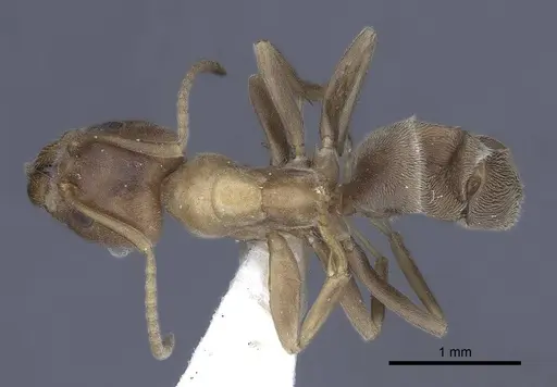 Liometopum orientale specimen CASENT0916791 image casent0916791_1