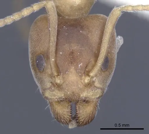 Liometopum orientale specimen CASENT0916791 image casent0916791_2