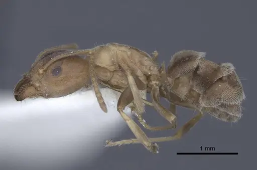 Liometopum orientale specimen CASENT0916791 image casent0916791_3